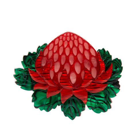 Telopea Waratah